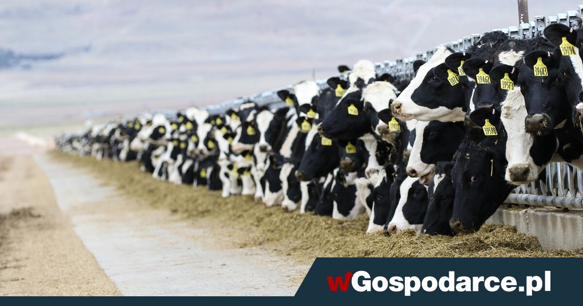 Zaleje nas rzeka mleka z Ukrainy?