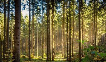 Na statystycznego Polaka przypada ćwierć hektara lasu