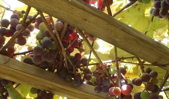 Kuriozalny wydatek UE: Europejski podatnik płaci 2,2 mln euro za obieranie winogron dla urzędników Unii Europejskiej