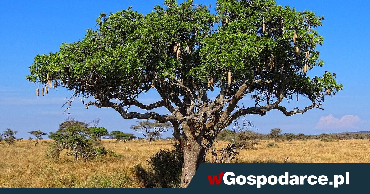 „Roślinna kiełbaska” wiecznie żywa?