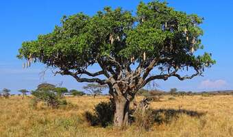„Roślinna kiełbaska” wiecznie żywa?