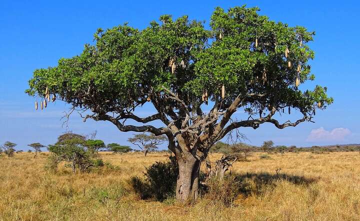 To - wbrew pozorom - nie parówki, tylko owoce drzewa... kiełbasianego. / autor: Wikipedia: Bjørn Christian Tørrissen - Own work by uploader, https://bjornfree.com/galleries.html, CC BY-SA 3.0
