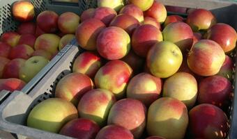 Co 10. jabłko dla potrzebujących. Zapłaci Bruksela