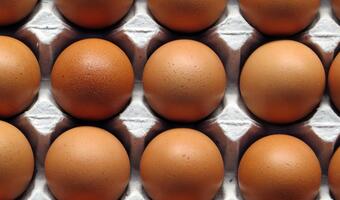 Słowacja: Wykryto holenderskie jaja skażone fipronilem