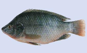 Wkrótce trzy miliony sztuk ryby tilapia rocznie z polskiej hodowli. Zastąpią import z Chin. "Smaczna i ma mało ości"