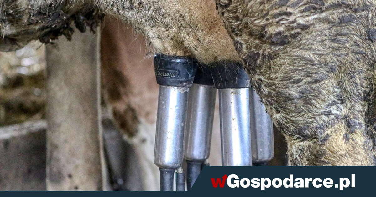 Ceny mleka na równi pochyłej