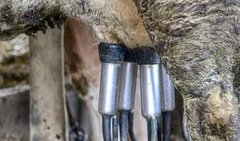 Ceny mleka na równi pochyłej