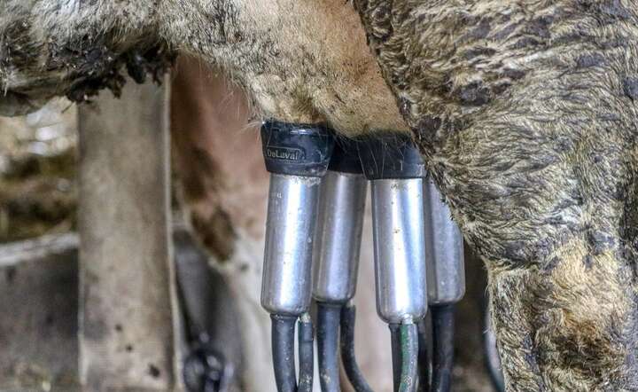 Stawki oferowane producentom mleka w Polsce obniżają się z miesiąca na miesiąc  / autor: Pixabay