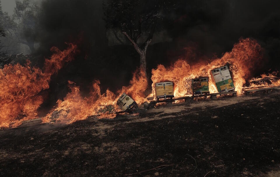Pożary w Grecji / autor: PAP/EPA/KOSTAS TSIRONIS