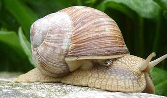 Rynek długu stracił impet po środowym przesunięciu przez Fed