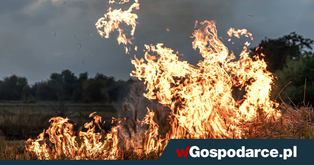 Wypalacze trawy są niereformowalni