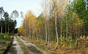Polscy leśnicy: obowiązkowa ścisła ochrona lasów to zły pomysł