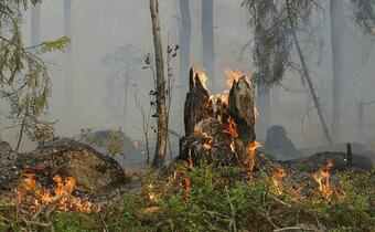 Lasy staną w ogniu! Wszystko przez upały