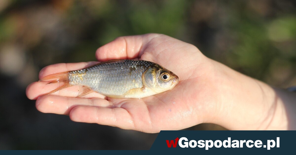 600 kg śniętych ryb. Rzeka Wkra z zakazem korzystania