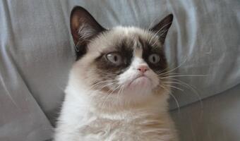 Kot-milioner: Tak zarabia się na memach