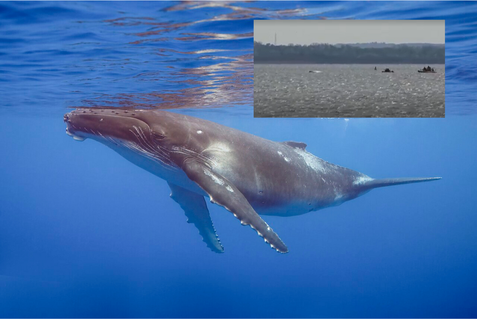 Humbuk Timmy znów pomylił kierunki. 