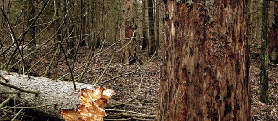 Puszcza Białowieska / autor: fot. Andrzej Chrenowski, lasy.gov.pl