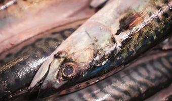 Komisja Europejska chce jeszcze mniejszych połowów śledzi