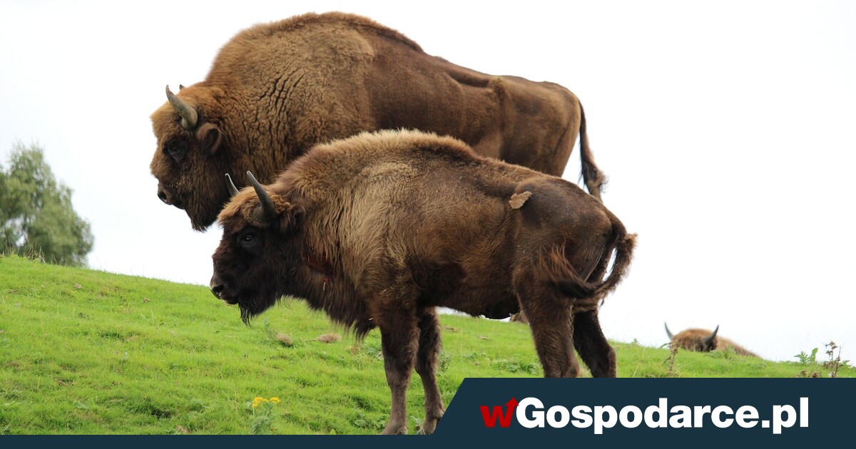 Gumowe pociski na niedźwiedzie i żubry. Sejm zdecydował