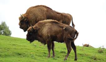 Gumowe pociski na niedźwiedzie i żubry. Sejm zdecydował