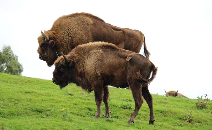 Niewinne zwierzęta znów ukarane przez Koalicję Obwyatelską / autor: Pixabay