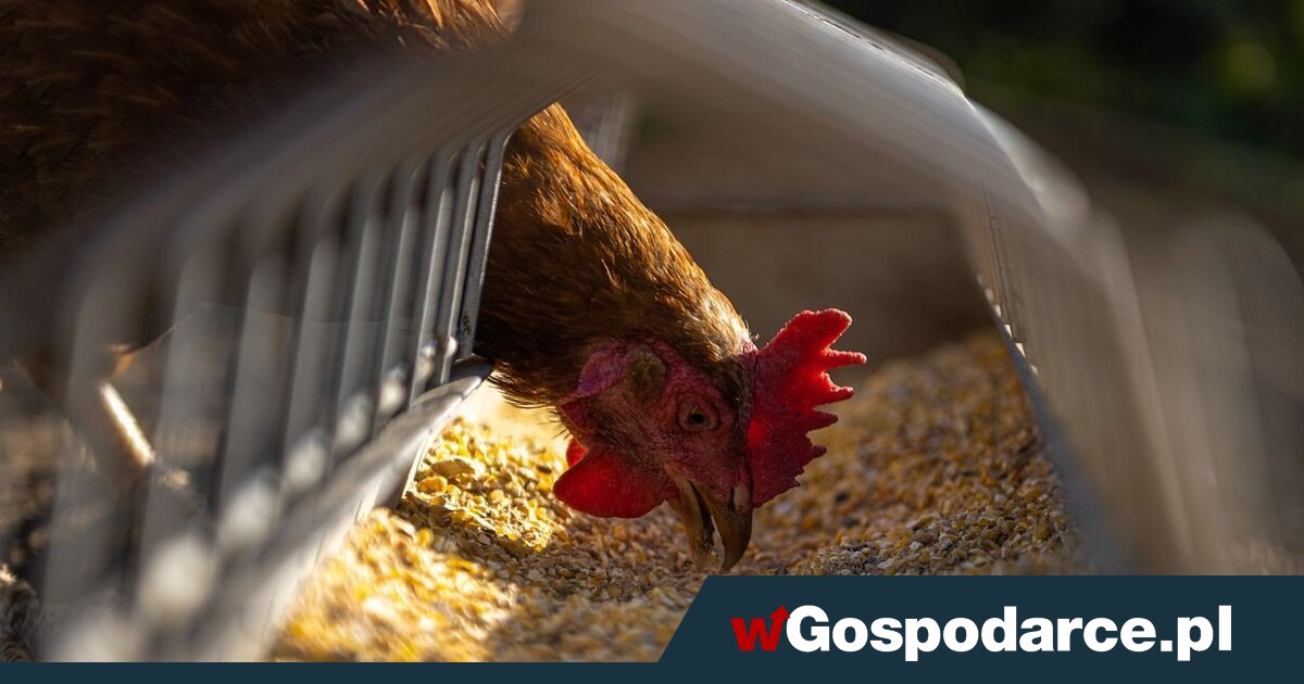 Setne ognisko grypy ptaków w tym roku!