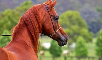 Za tydzień najsłynniejsza aukcja koni arabskich