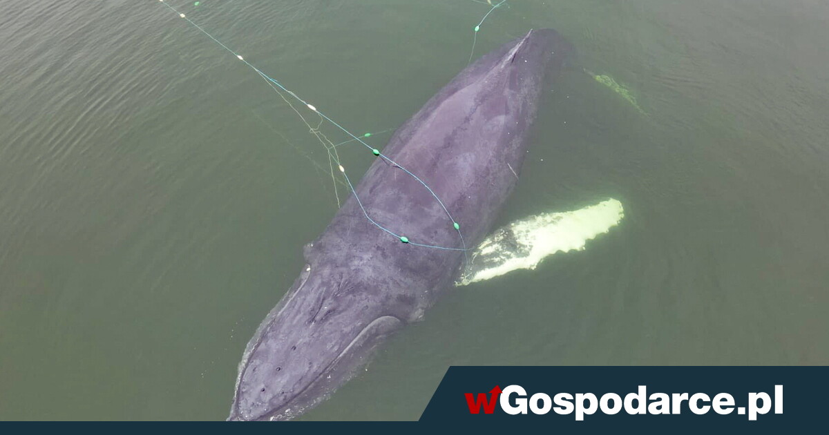 Humbak. Szczęśliwy finał dramatu na Bałtyku [ZDJĘCIA]