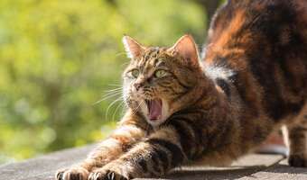 Dlaczego koty drapią meble? Zastanawiają się naukowcy