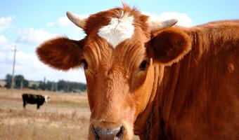 Po zniesieniu limitów mlecznych nadprodukcja w Polsce sięga 35 proc. Czy hodowcom bydła grozi fala bankructw?