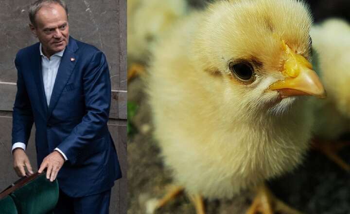 Donald Tusk chce podbijać Kosmos. Pewnie za pomocą kurczaków / autor: Fratria / Pixabay