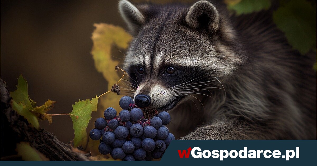 Szokujące: zwierzęta też piją alkohol!