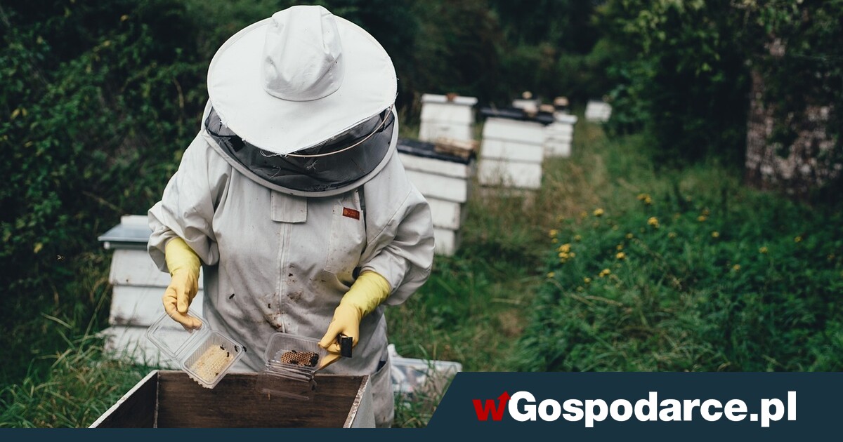 Koniec miodu z szarej strefy?