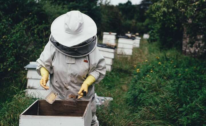 W tym roku pszczoły obudziły się wcześniej / autor: Pixabay