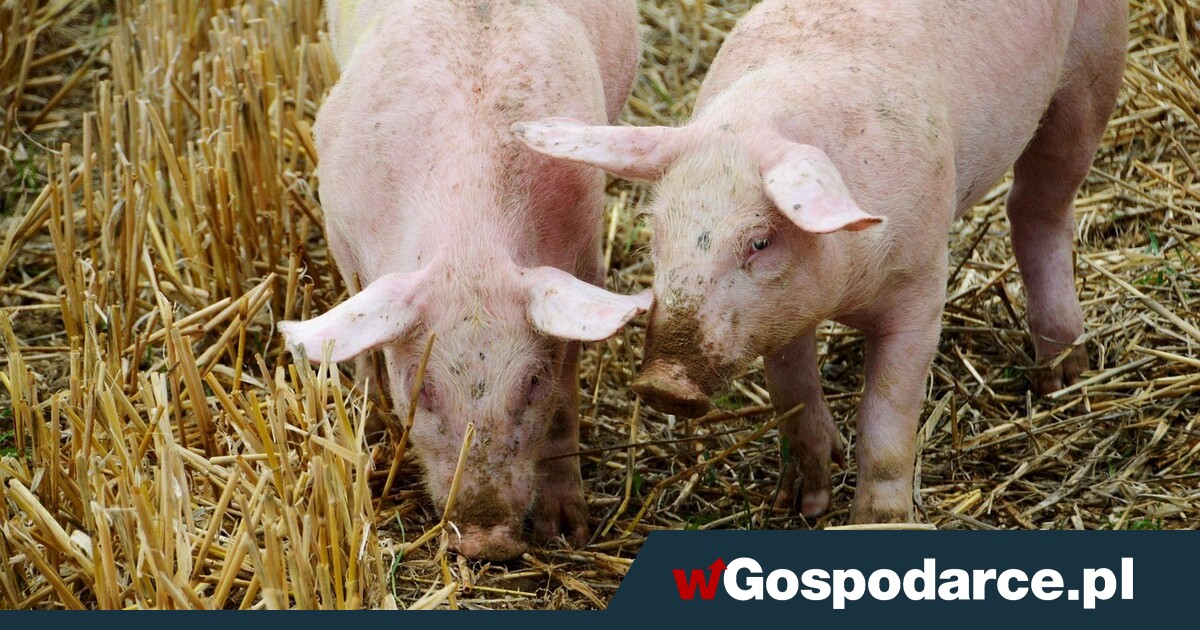 Straciliśmy 800 stad świń. To alarm!