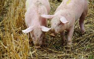 Z mapy Polski zniknęło ponad 800 stad trzody chlewnej / autor: Pixabay