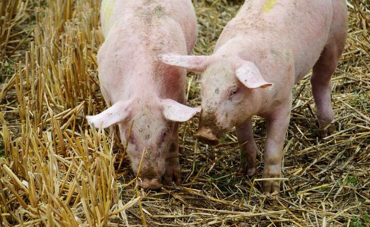 Z mapy Polski zniknęło ponad 800 stad trzody chlewnej / autor: Pixabay