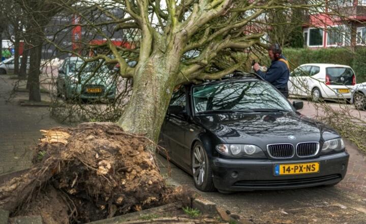 Holandia: auto przygniecione przez drzewo wywrócone wichurą w Hoogezand / autor: PAP/EPA/DENNIS VENEMA