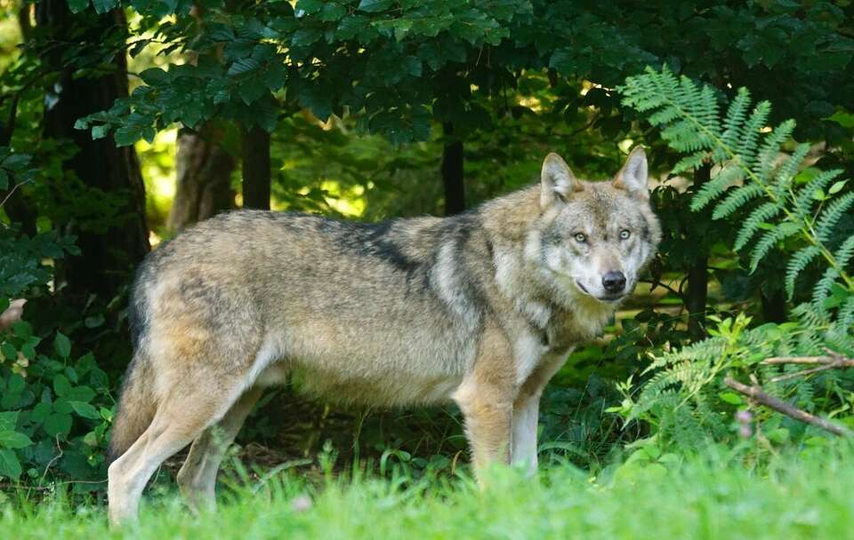 Wilki coraz bliżej ludzi. Groźny incydent pod domem w Jabłon