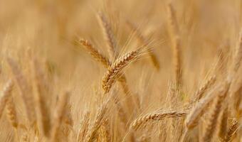 Mimo obaw, dobre zbiory zbóż i pozostałych płodów rolnych