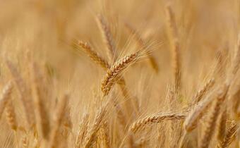 Mimo obaw, dobre zbiory zbóż i pozostałych płodów rolnych