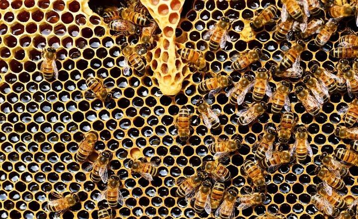Pszczoły są rozumne? Rewolucyjne badania naukowców