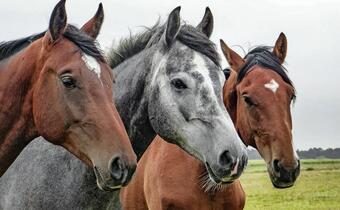 Australia: Rząd stanowy planuje eliminację 10 tys. dzikich koni