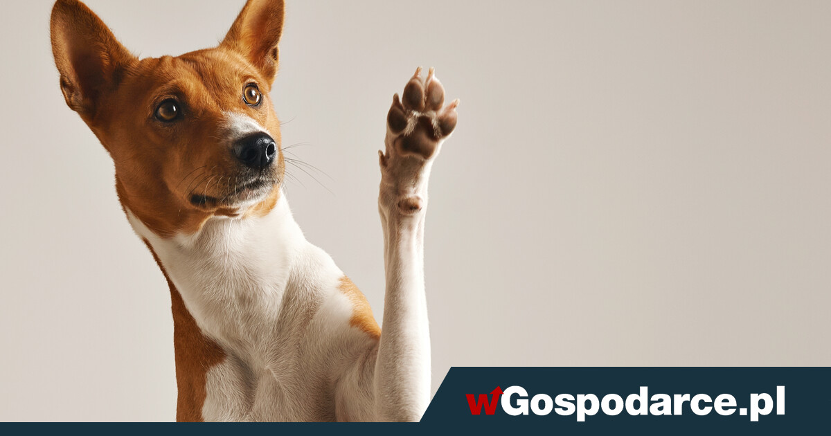 500 zł kary dla właścicieli psów. Kiedy ją zapłacisz?
