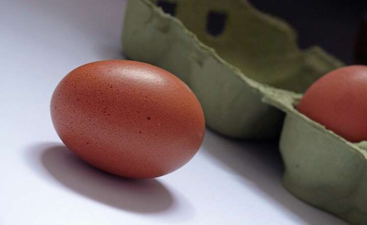 Jajo / autor: Pixabay