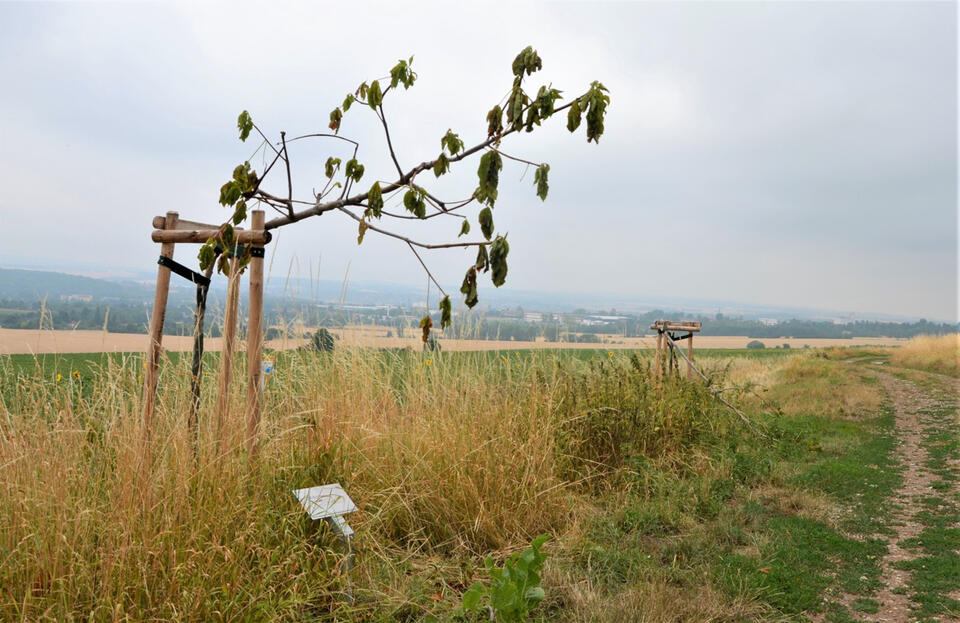Połamano drzewa pamięci poświęcone ofiarom obozu