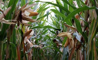 Polska jest krajem wolnym od upraw GMO