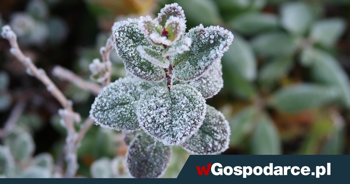 Czas na wniosek o wsparcie „mrozowe”