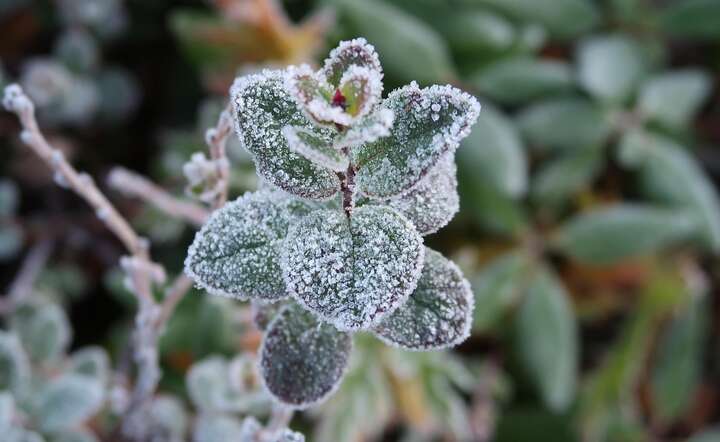 Od 1 grudnia sadownicy poszkodowani przez wiosenne przymrozki będą mogli składać wnioski o pomoc finansową / autor: Pixabay