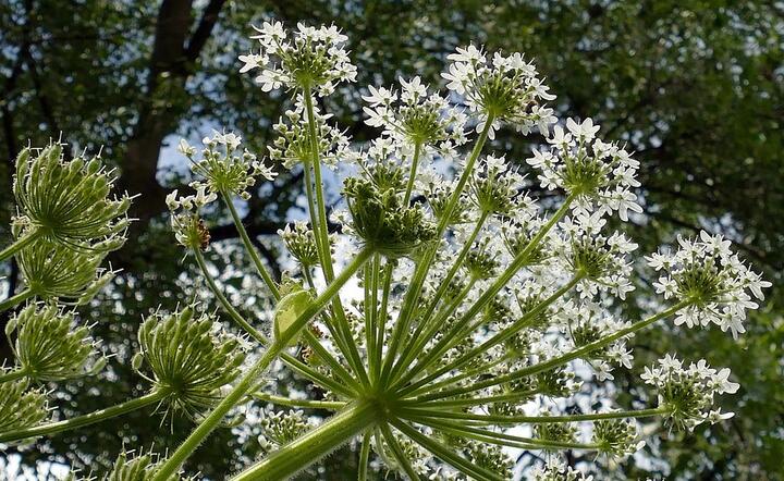 Rząd stworzy listę gatunków inwazyjnych, które zagrażają rodzimej florze i faunie, a nawet człowiekowi, jak tzw. barszcz Sosnowskiego / autor: Pixabay